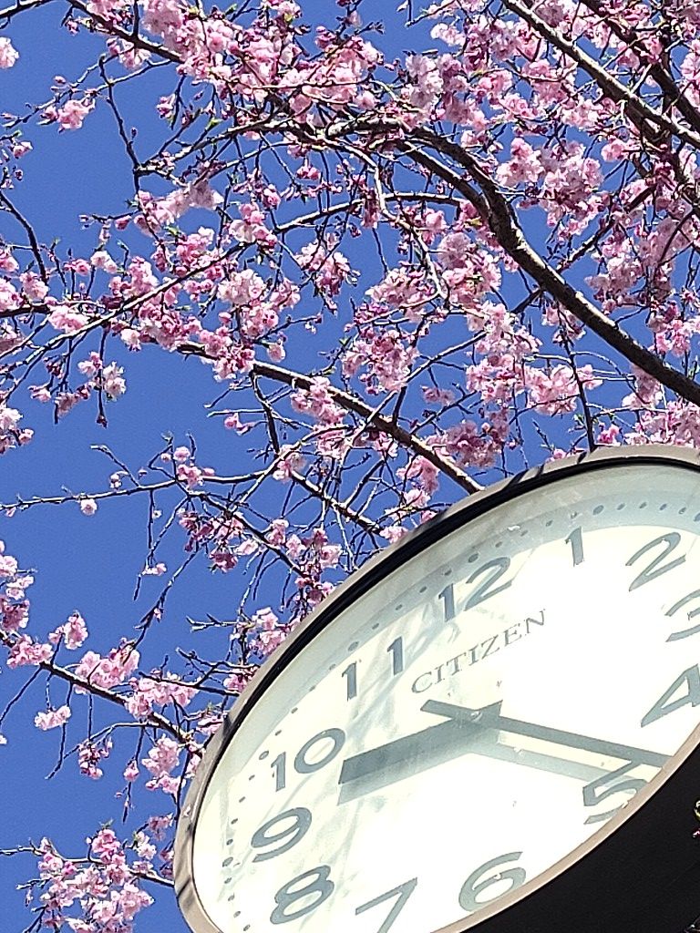 春のひと時の季節も過ぎ去ろうと、、、。