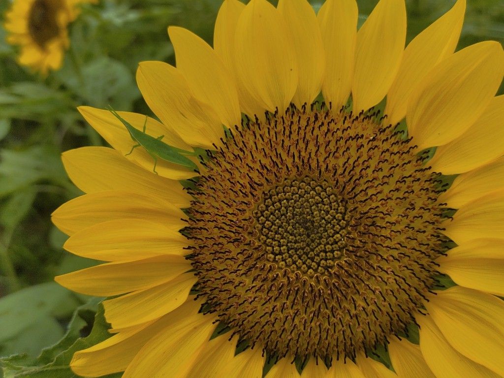 早く、夏休みがないかなぁ？