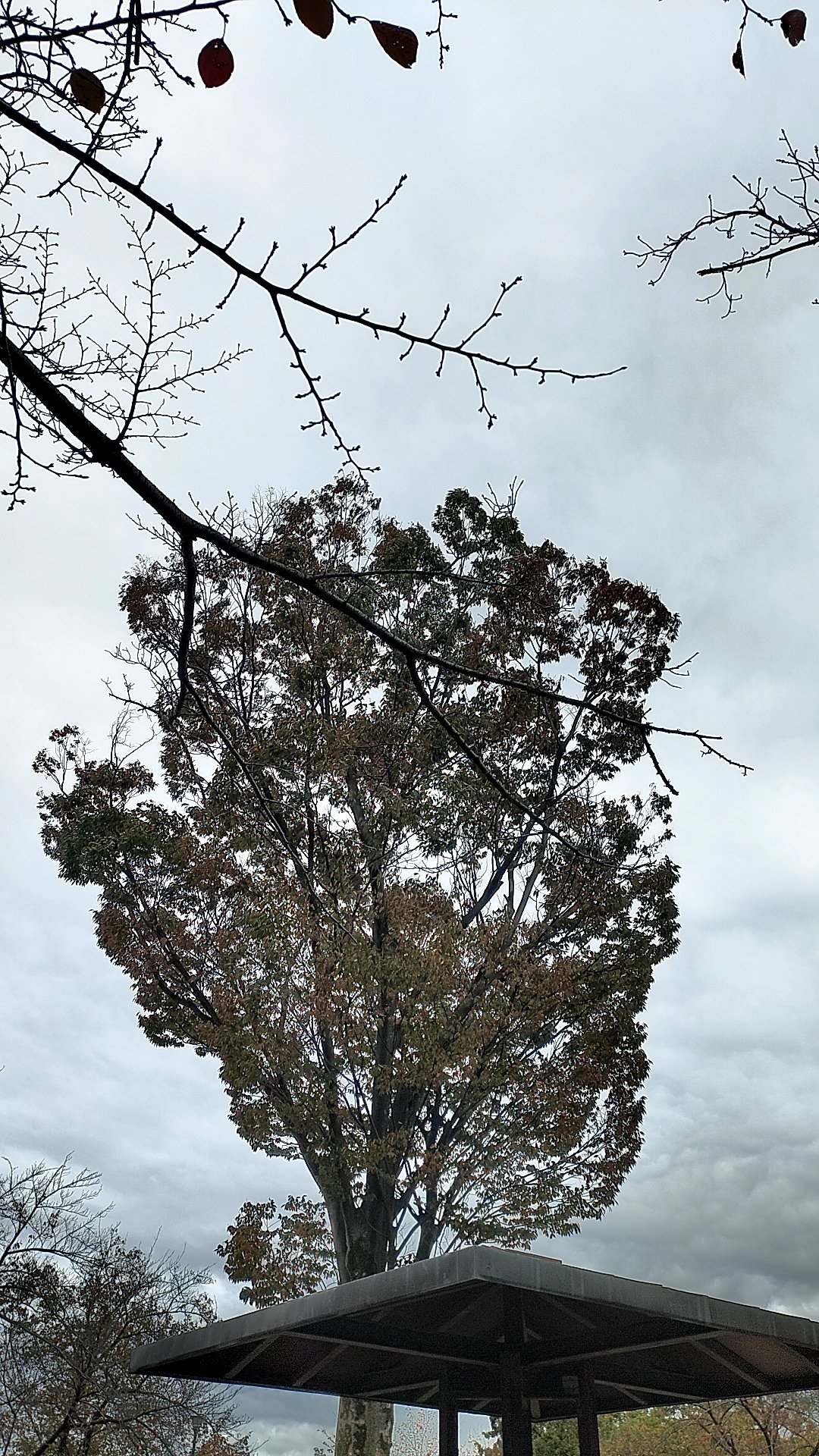 なんと朝から最低気温
